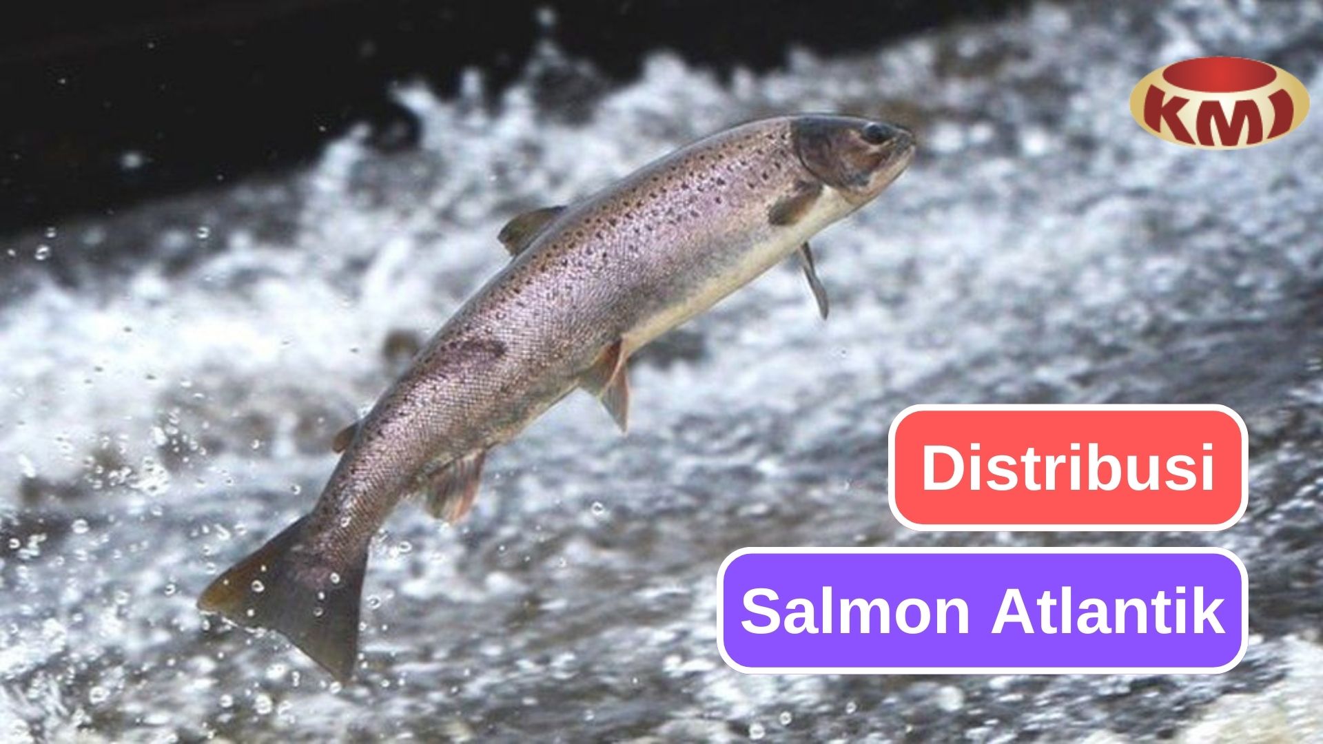 Jangkauan Distribusi Salmon Atlantik yang Luar Biasa